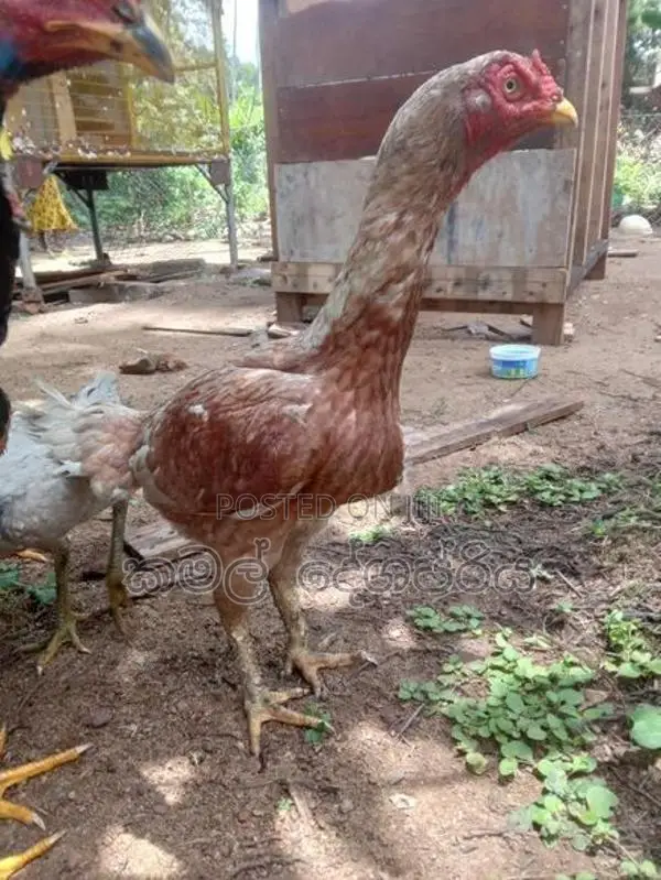 කොරපොතු ආර කිකිලි