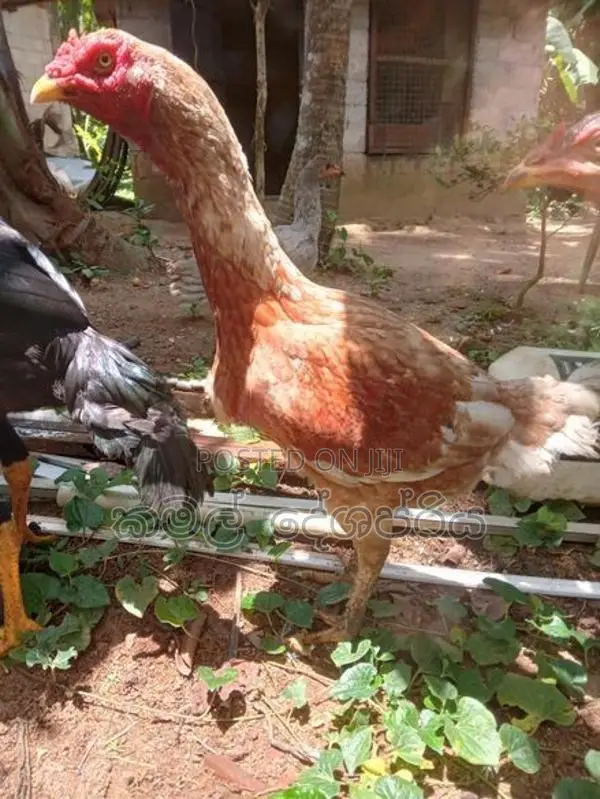 කොරපොතු ආර කිකිලි