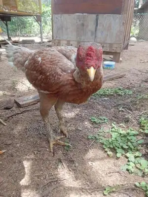 කොරපොතු ආර කිකිලි