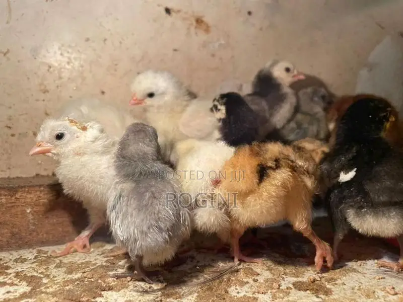 Farm Chicks