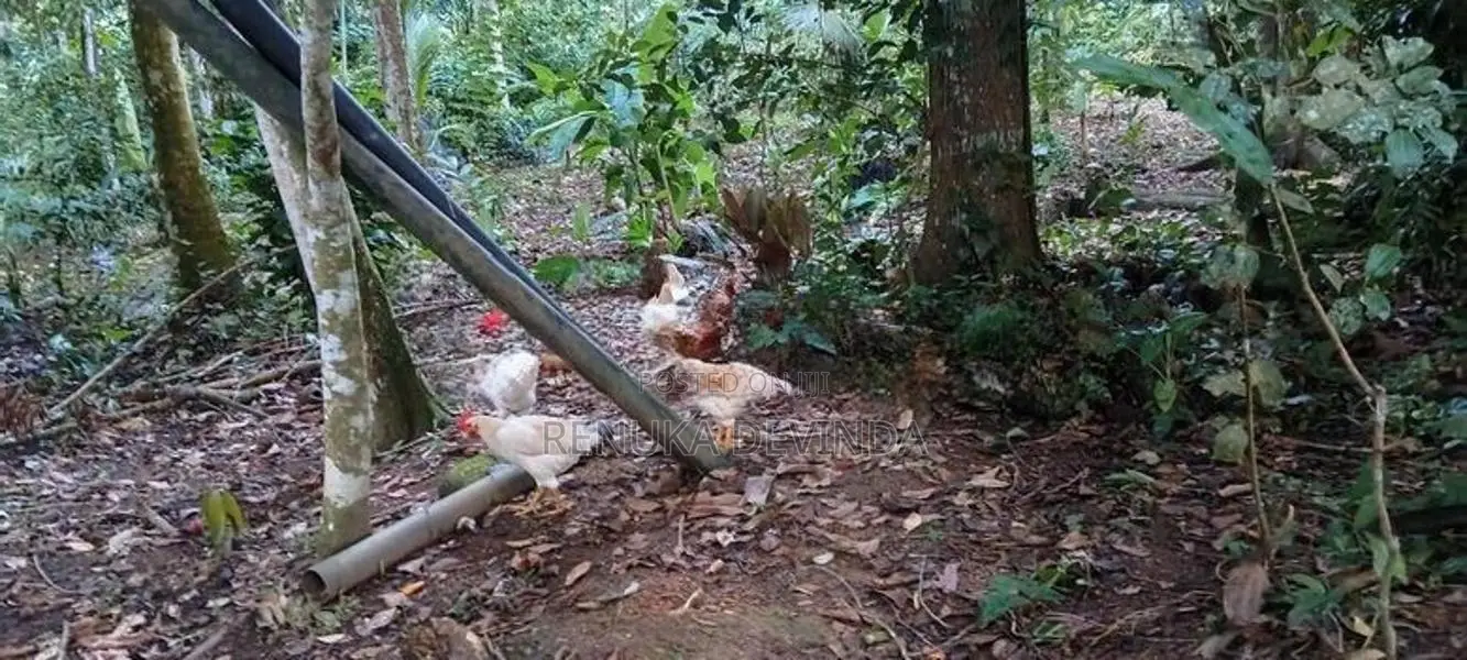 කූඩුවත් සමග කුකුළන්