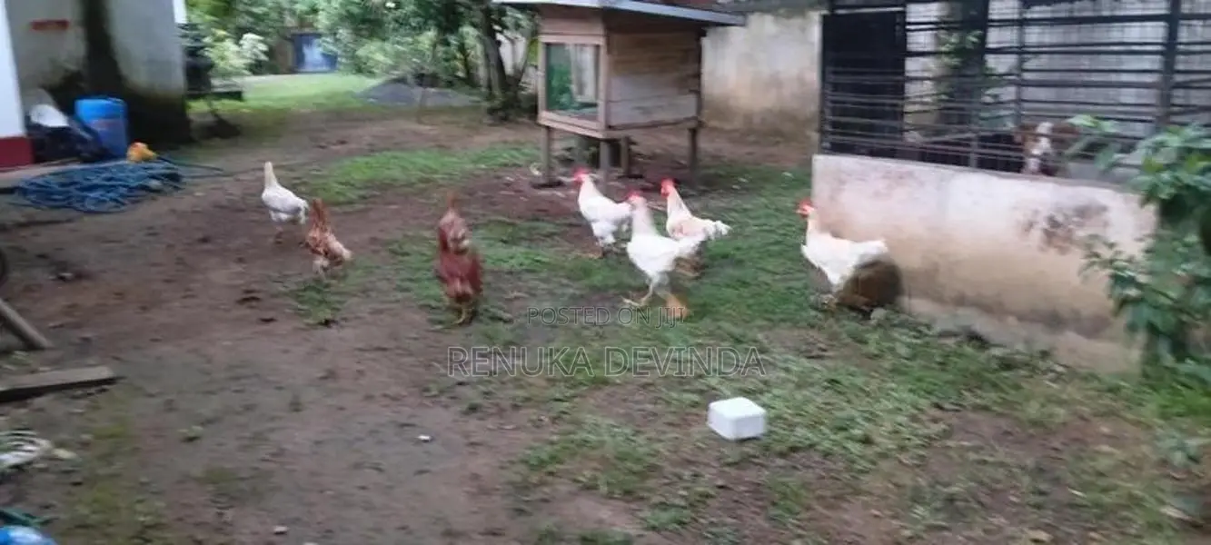 කූඩුවත් සමග කුකුළන්