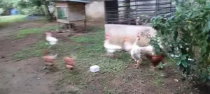 කූඩුවත් සමග කුකුළන්