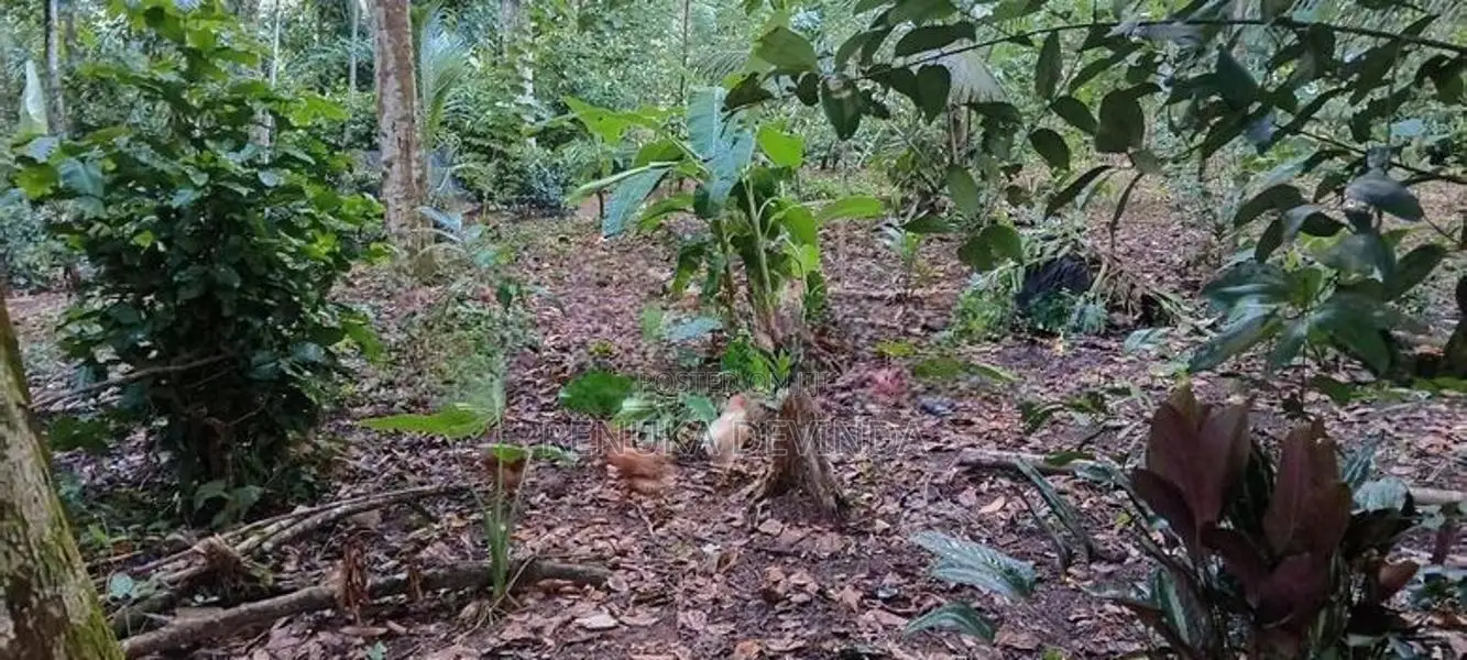 කූඩුවත් සමග කුකුළන්