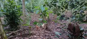 කූඩුවත් සමග කුකුළන්