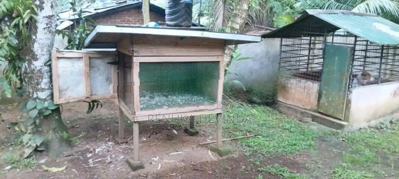කූඩුවත් සමග කුකුළන්