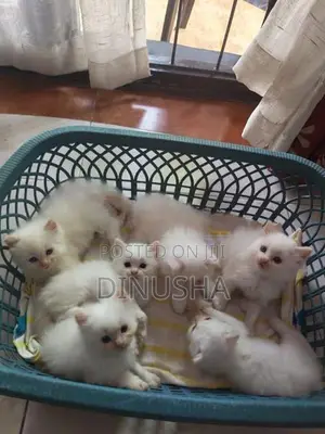 Persian Cat