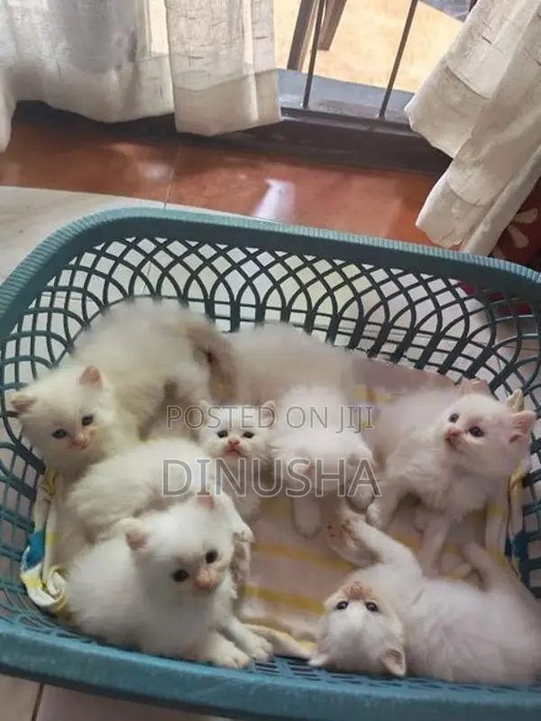 Persian Cat