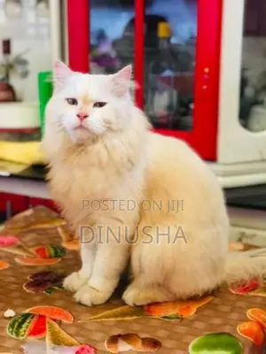 Persian Cat