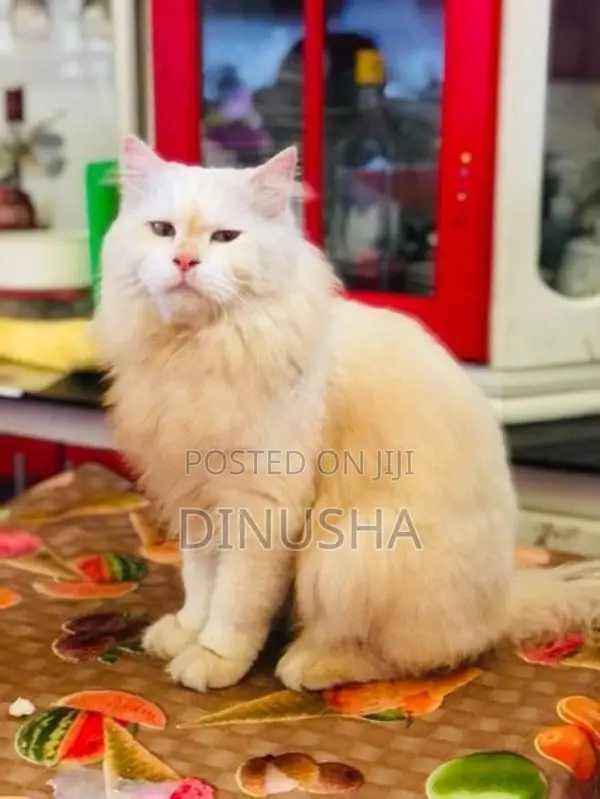 Persian Cat
