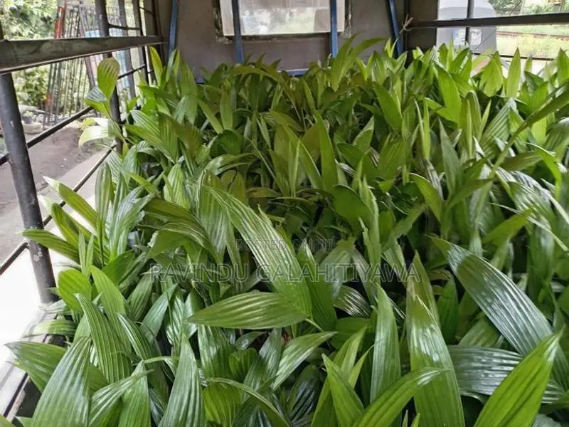 පුවක් පැල