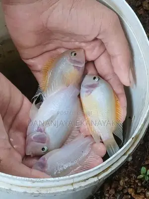 White Parrot Fish