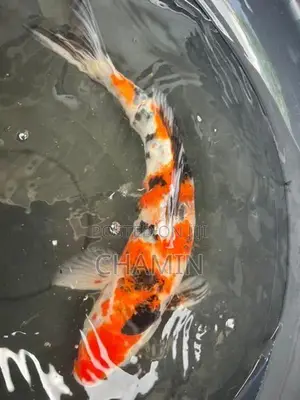 Koi Ochiba 14 Inches Female