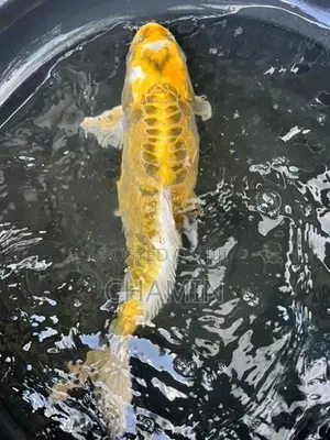Koi Ochiba 14 Inches Female
