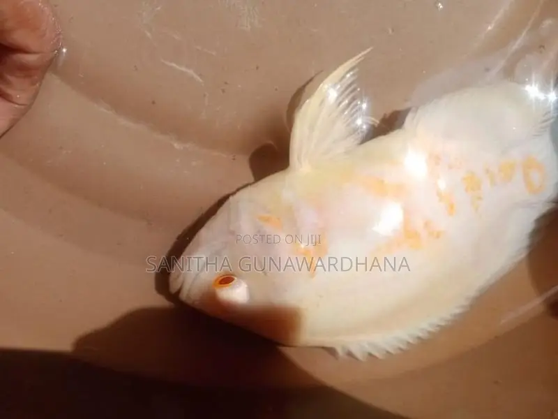 Oscar Fish