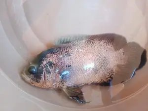 Oscar Fish