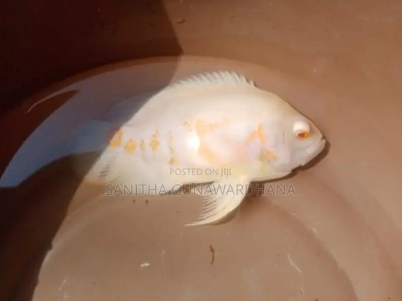 Oscar Fish