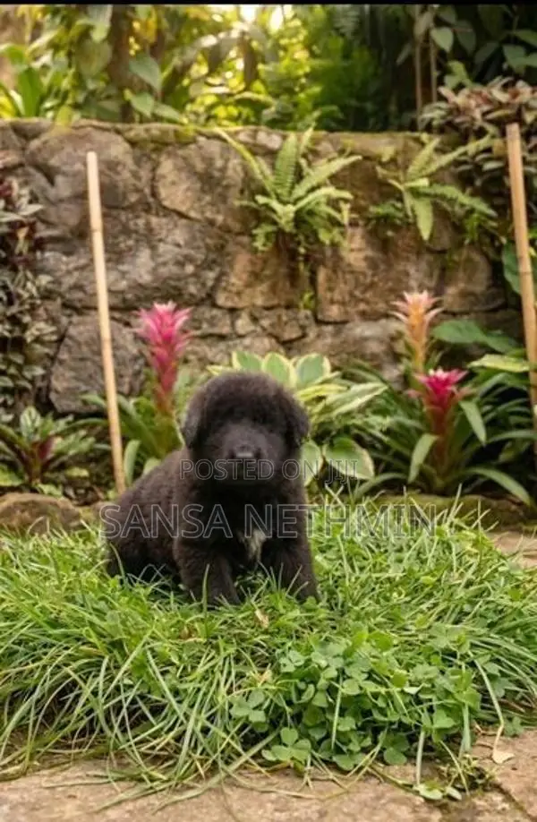 German Sherpad Puppies