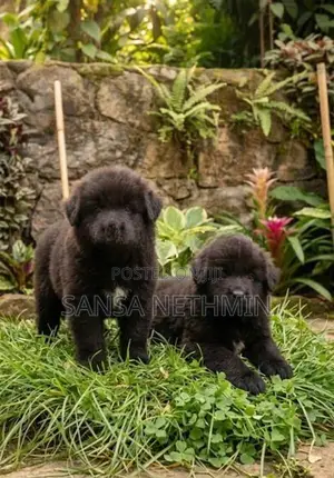 German Sherpad Puppies