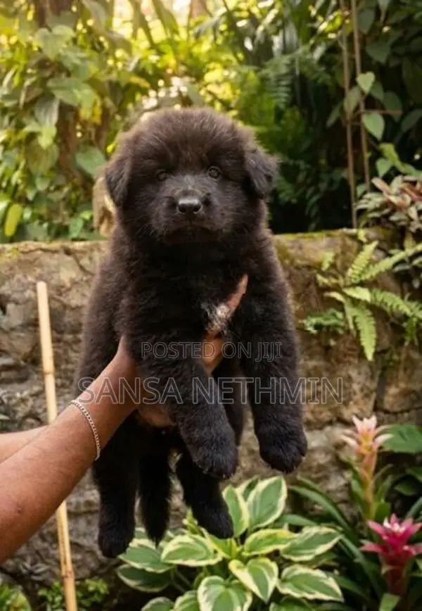 German Sherpad Puppies