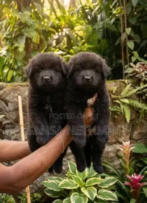 German Sherpad Puppies