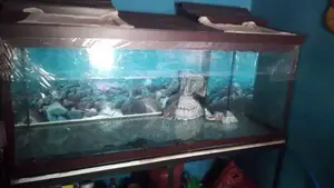 Glass Fish Tank
