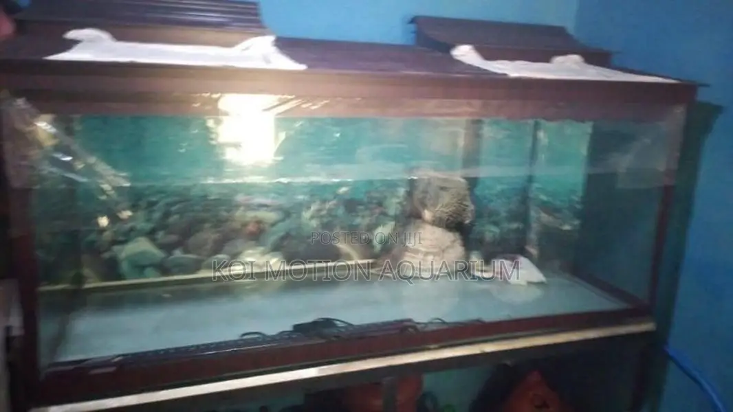 Glass Fish Tank