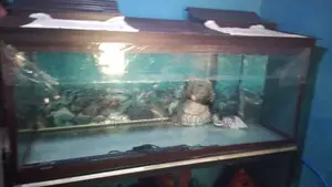 Glass Fish Tank