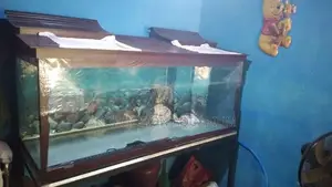 Glass Fish Tank