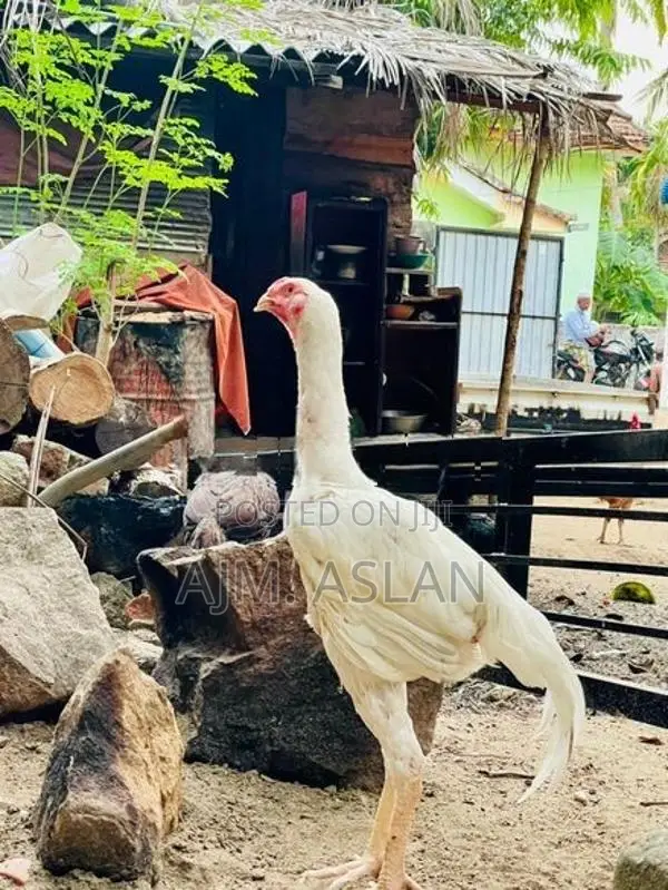 Shamo Rooster
