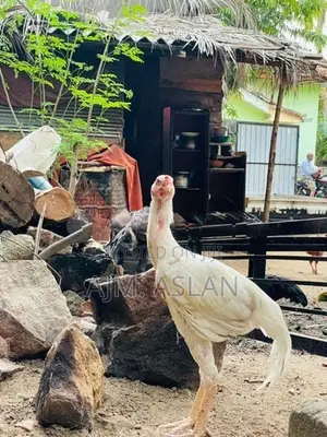 Shamo Rooster