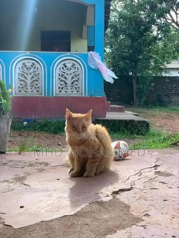 Persian Cat