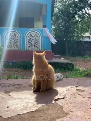 Persian Cat