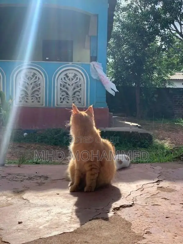 Persian Cat