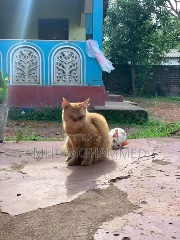 Persian Cat