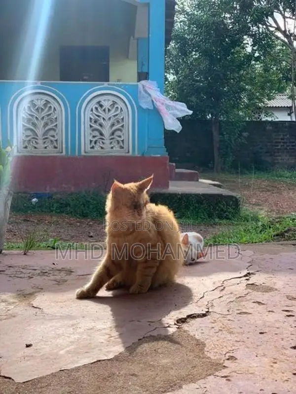 Persian Cat