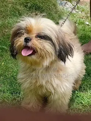 Female Shihtzu