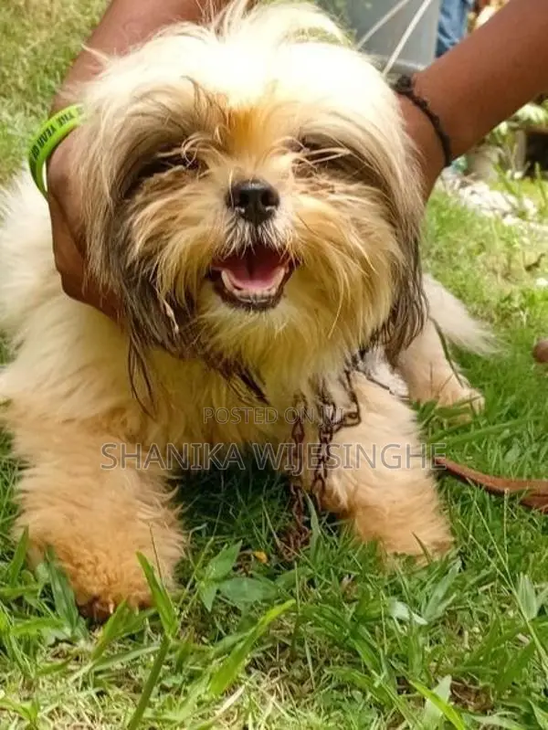 Female Shihtzu