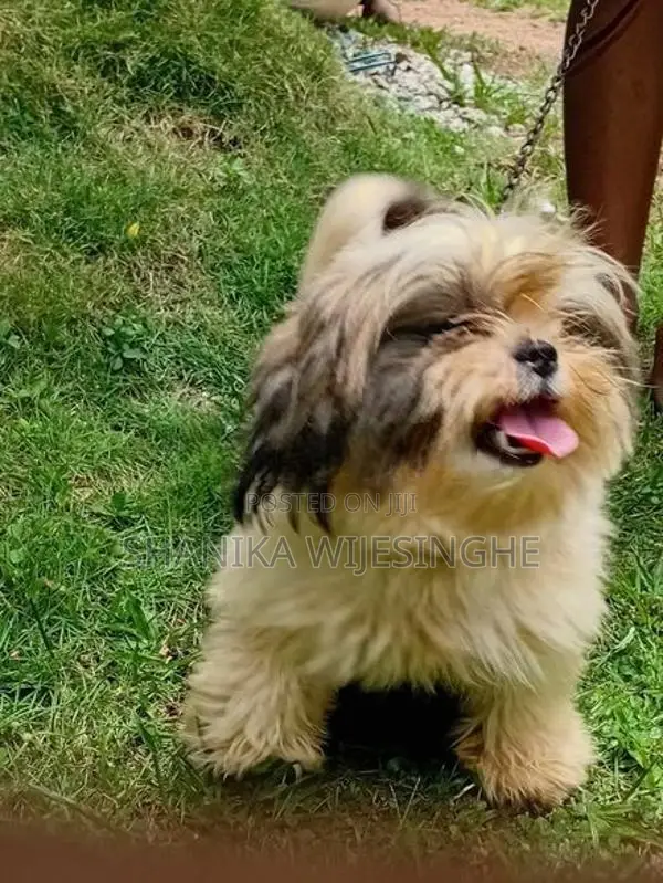 Female Shihtzu