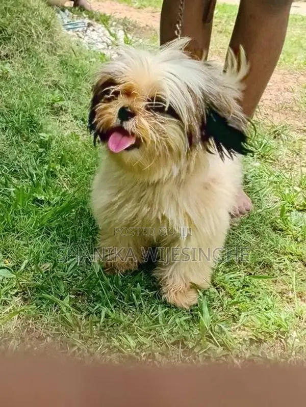 Female Shihtzu