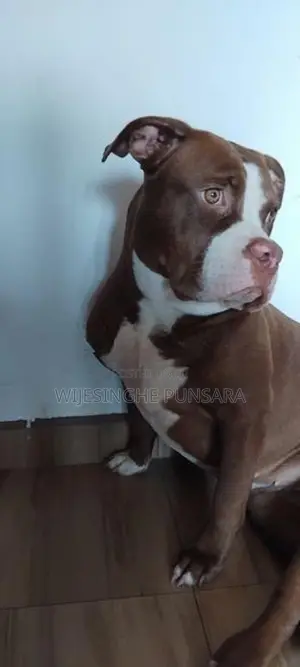 American Bully Female