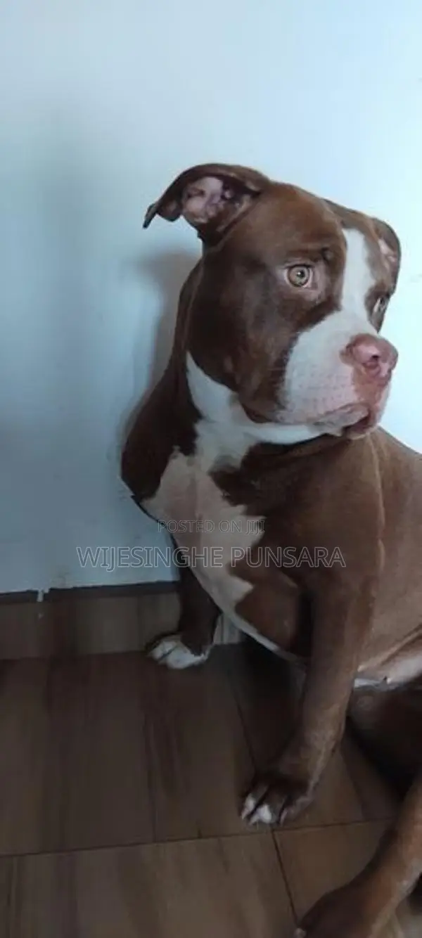 American Bully Female