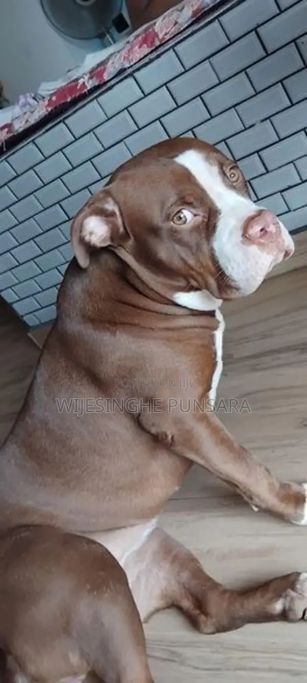 American Bully Female