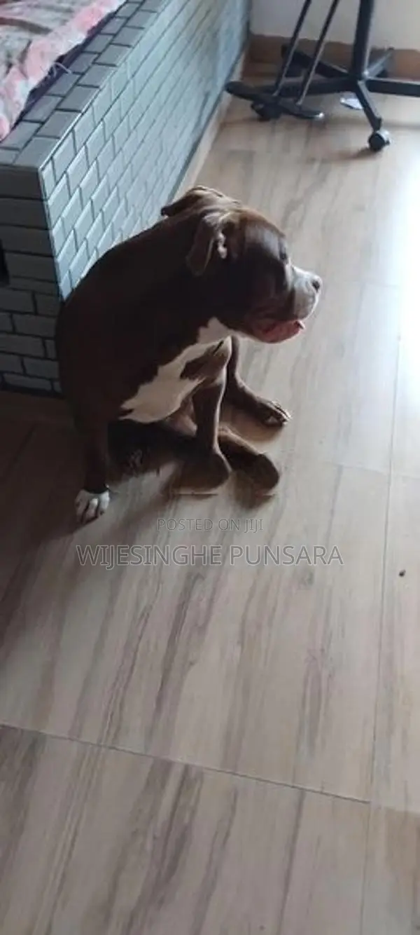 American Bully Female