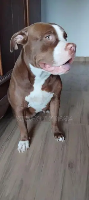 American Bully Female