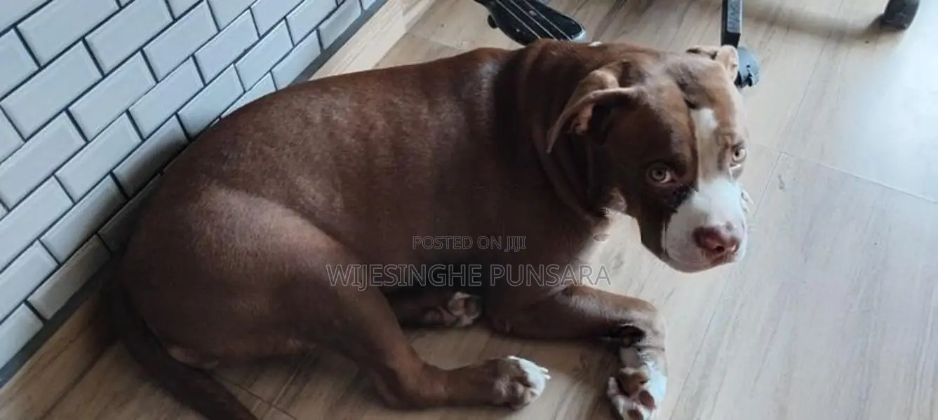 American Bully Female