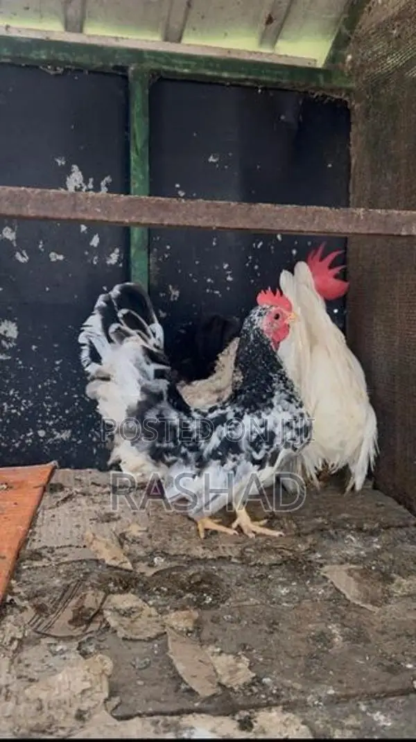 Bantam Chicken
