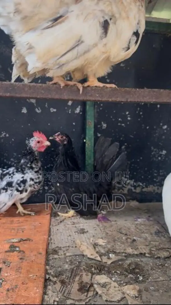 Bantam Chicken