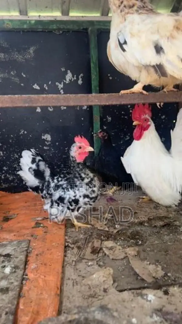 Bantam Chicken