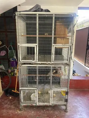 Cockatiel with Cage